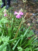 Rød jonsokblom (Silene dioica)