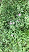 Hvitbladtistel (Cirsium heterophyllum)