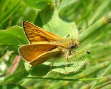 Engsmyger (Ochlodes sylvanus)