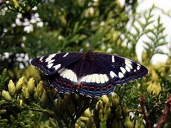 Ospesommerfugl (Limenitis populi)