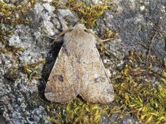 Lite seljefly (Orthosia cruda)