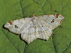 Gul buemåler (Macaria notata)