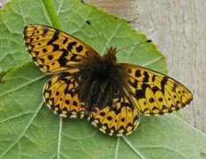 Frøyas perlemorvinge (Boloria freija)