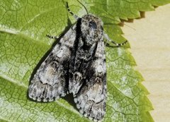 Orekveldfly (Acronicta alni)