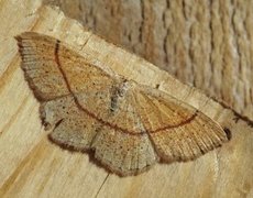 Punktløvmåler (Cyclophora punctaria)