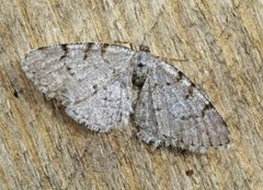 Punktbarkmåler (Aethalura punctulata)