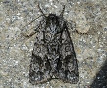 Broket kveldfly (Acronicta auricoma)