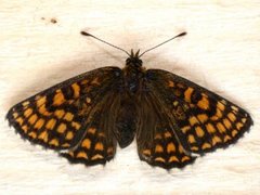 Marimjellerutevinge (Melitaea athalia)