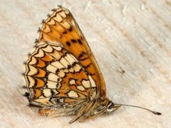 Marimjellerutevinge (Melitaea athalia)