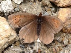 Fjellringvinge (Erebia pandrose)