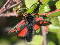 Fjellbloddråpesvermer (Zygaena exulans)