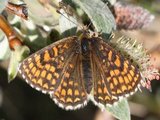 Marimjellerutevinge (Melitaea athalia)