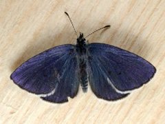 Myrblåvinge (Plebejus optilete)