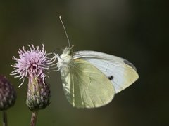 Liten kålsommerfugl (Pieris rapae)