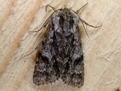 Broket kveldfly (Acronicta auricoma)