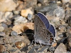 Myrblåvinge (Plebejus optilete)