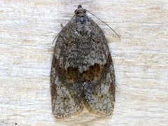 Grå bladvikler (Syndemis musculana)