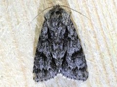 Broket kveldfly (Acronicta auricoma)