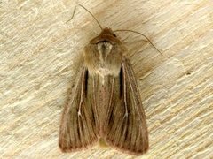 Kommagressfly (Leucania comma)
