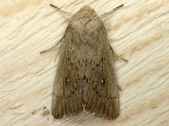 Punktgressfly (Leucania obsoleta)