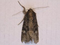 Brunt sumpfly (Helotropha leucostigma)