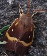 Eikespinner (Lasiocampa quercus)