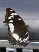 Ospesommerfugl (Limenitis populi)