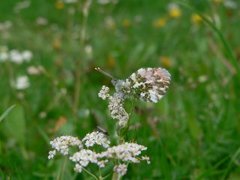 Aurorasommerfugl (Anthocharis cardamines)