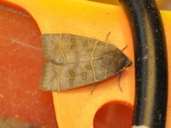 Osperingfly (Ipimorpha subtusa)