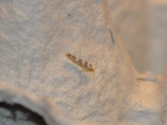 Oreblomstmøll (Argyresthia goedartella)