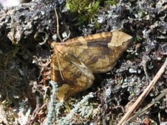 Blåbærmåler (Eulithis populata)