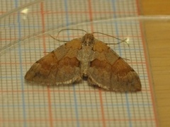 Fjærbarmåler (Pennithera firmata)