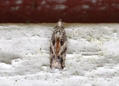 Epinotia cinereana/nisella