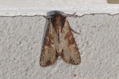 Kileengfly (Apamea crenata)