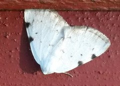 Toflekket hermelinmåler (Lomographa bimaculata)