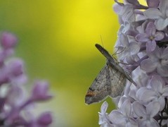 Furubuemåler (Macaria liturata)