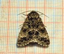 Ospekveldfly (Acronicta megacephala)