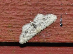 Flekkengmåler (Idaea dimidiata)