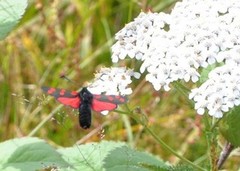 Seksflekket bloddråpesvermer (Zygaena filipendulae)