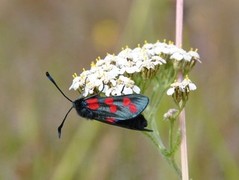 Seksflekket bloddråpesvermer (Zygaena filipendulae)