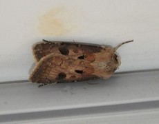 Åkerjordfly (Agrotis exclamationis)