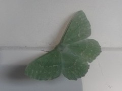 Kjempebladmåler (Geometra papilionaria)