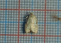 Lønneblomstflatvikler (Acleris forsskaleana)