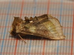 Større båndmetallfly (Diachrysia chrysitis)