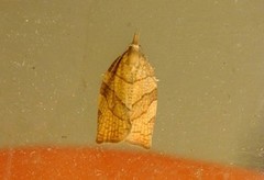 Hasselbladvikler (Pandemis corylana)