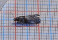 Rognesmalmott (Acrobasis advenella)