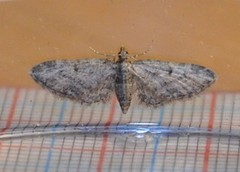 Lønnedvergmåler (Eupithecia inturbata)