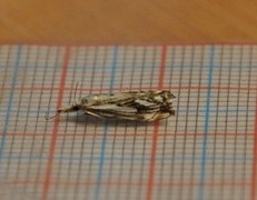 Klippenebbmott (Catoptria falsella)