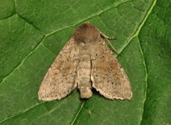 Rødlig løvfly (Parastichtis suspecta)