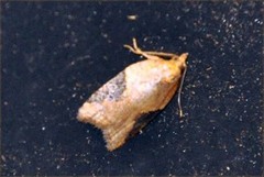 Jordbærflatvikler (Acleris comariana)